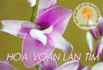Hoa Voan Lan Tím Thái Lan