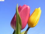 Tulip Tết, Hoa Tulip Đại Học Nông Nghiệp 1