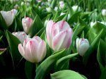 Hoa Tuy Líp Tết, Hoa Tulip Tết