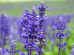 Bán Cây Hoa Oải Hương (Lavender) Quà Tặng Cho Phái Đẹp Nhân Ngày 8-3