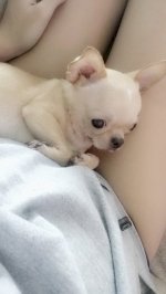 Chó Chihuahua Mini