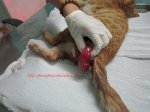 Tìm Bác Sỹ Thú Y Ba Đình , Chữa Bệnh Cho Chó Mèo