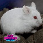 Bán: Chuột Hamster Campbells Xinh Xắn, Dễ Thương Tại Cửa Hàng Sản Phẩm Sáng Tạo