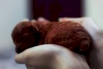 Bán Chó Tini Poodle Sinh Sản Tại Hà Nội