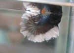 Betta Bình Thạnh Dumbo Halfmoon Pk Betta Rong