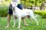 Bán Chó Dogo Argentino Nhập Séc Duy Nhất Tại Việtnam