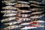 Cá Mối Nướng - Cá Thửng Nướng Tại Hà Nội
