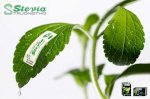 Đường Ăn Kiêng Chiết Xuất Từ Cỏ Ngọt Stevia