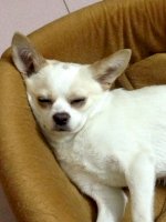 Bán Chó Chihuahua Trắng Kem Vàng