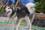 Phối Giống Chó Husky & Alaska Thuần Chủng, Giá Hữu Nghị Nhất Sg