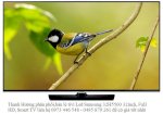 Phân Phối Tivi Led Samsung 32H5500 32 Inch, Full Hd, Smart Tv, Cmr 100Hz