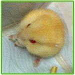 Chuột Kiểng Hamster Màu Vàng Óng Cực Đẹp Hcm