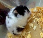 Chuột Kiểng Hamster Bò Sữa Đen Đốm Đẹp, Mập Ú Tp Hcm