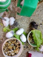 Chuột Cảnh Hamster Baby, Đang Có Bầu Giá Rẻ Nhất Hcm