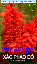 Hạt Giống Hoa Các Pháo Đỏ (Salvia Scarlet)