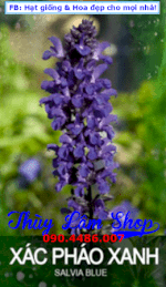 Hạt Giống Hoa Xác Pháo Xanh (Salvia Blue)