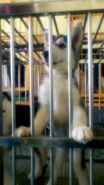 Bán Chó Alaska Từ 3 Tháng Tuổi