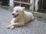 Chó Samoyed Đực: 12 Tháng Tuổi