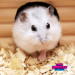 Hamster Thuần Chủng, Phụ Kiện Cho Hamster Chất Lượng Giá Rẻ Nhất Hà Nội