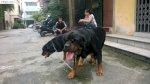 Nhận Phối Giống Chó Rottweiler Dòng Đại