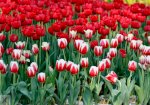 Bán Củ Hoa Tulip, Giống Hoa Tulip, Củ Giống Hoa Tulip, Cu Hoa Tulip, Hoa Tulip Giống