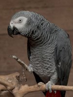 Vẹt Xám Châu Phi African Grey Parrot