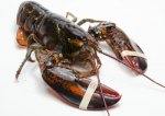 Live Lobster, Tôm Hùm Sống, Tôm Hùm Canada, Tiệc Tôm Hùm, Món Ngon Với Tôm Hùm