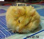 Chuột Hamster Giá Rẻ Nhất Hcm