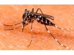 Dịch Vụ  Phun Thuốc Diệt Muỗi