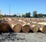 Bán Gỗ Tròn Thông Mỹ (America Pine Log)