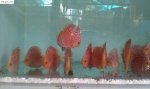 Cá Dĩa Bồ Câu , Cá Dĩa Red , Beo Các Loại Size Từ 6 Trở Lên