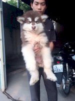 Cần Bán Chó Alaska, Chó Ngao Tây Tạng