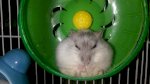 Của Hàng Bán Chuột Hamster Các Loại Rẻ Nhất Hà Nội