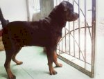 Hcm - Nhận Phối Giống Chó Rottweiler, Có Gia Phả , Không Lai Tạo Có Giấy Vka