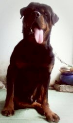 Hcm - Nhận Phối Giống Chó Rottweiler, Có Gia Phả , Không Lai Tạo. Có Vka