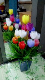 Hoa Voan Tulip