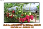 Tổng Kho Tv Samsung 3D 60H6400, 60 Inch, Smart Tv, Cmr 400 Hz