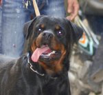 Hcm – Nhận Phối Giống Chó Rottweiler , Có Gia Phả  , Không Lai Tạo  Hcm