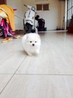 Pomeranian (Phốc Sóc) Trắng Đực Tìm Chủ