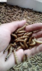 Bán Sâu Superworm Số Lượng Lớn Trên Toàn Quốc, Giá Cực Sốc