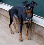 Bán Chó Phốc Hươu, Chihuahua Hơn 2 Tháng Tuổi Thuần Chủng