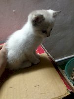 [Hn]Cần Tìm Chủ Mới Cho 3 Em Mèo Cái Hima Ald Lai Cực Đáng Yêu