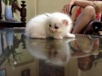 Bán Mèo Nga Trắng Tinh, Xù Bông