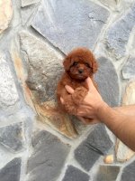 Tiny Poodle - Samoyed