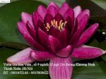 Mua Hoa Súng Thái Lan Nhiều Màu Sắc Đẹp Nhất Ở Vườn Trà Hoa Viên Hà Nội