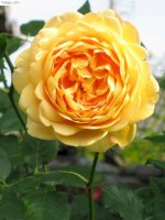 Hoa Hồng Thái Lan - Golden Clebration Rose