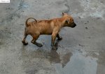 Chó Phú Quốc Vện Đực Và Cái Cực Đẹp
