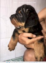 Đàn Rottweiler Cực Vip Mới Rã Bầy Nhé Mọi Người