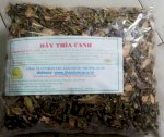 Dây Thìa Canh Liệu Pháp Cho Bệnh Tiểu Đường