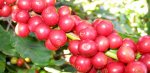 Kiều Hoa Coffee - Cà Phê Hạt 100% Robusta, 100% Arabica